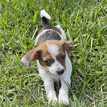 Felicity -  Chihuahua and Dachshund Dog for Adoption in Alafaya, Florida - Felicity | PetCurious