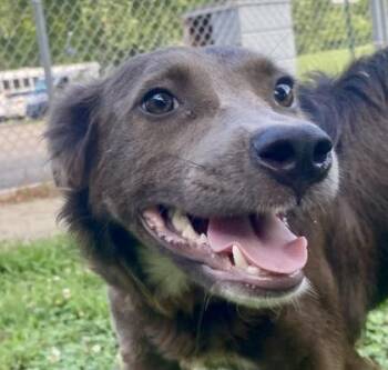 Georgia -  Shepherd Dog for Adoption in Glasgow, Kentucky - Georgia | PetCurious