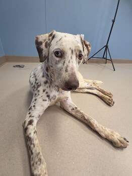 Reba -  Australian Cattle Dog Blue Heeler and Catahoula Leopard Dog Dog for Adoption in Grand Junction, Colorado - Reba | PetCurious