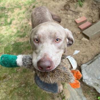 Bruno (Courtesy Posting) -  Labrador Retriever and Mixed Breed Dog for Adoption in Hopkinton, Massachusetts - Bruno (Courtesy Posting) | PetCurious