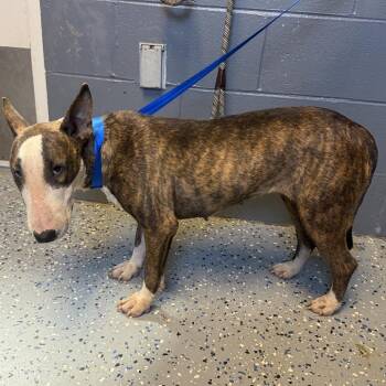 Madison -  Bull Terrier and Mixed Breed Dog for Adoption in Tuscaloosa, Alabama - Madison | PetCurious