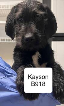 Goldendoodle and Pointer Dogs Available for Adoption - Kayson | PetCurious