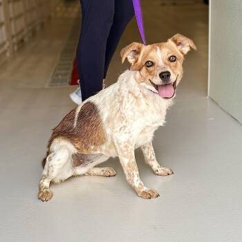 Australian Cattle Dog Blue Heeler Dogs Available for Adoption in Chicago, Illinois - Trinket | PetCurious