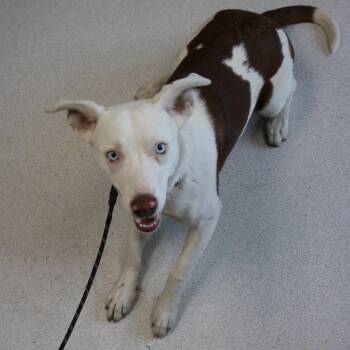 Revere -  Mixed Breed Dog for Adoption in La Grande, Oregon - Revere | PetCurious