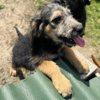 Terrier and Mixed Breed Dogs Available for Adoption in Rock Falls, Illinois - Louisa | PetCurious