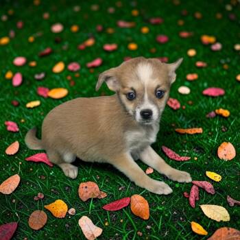Laya -  Chihuahua Dog for Adoption in Dallas, Georgia - Laya | PetCurious