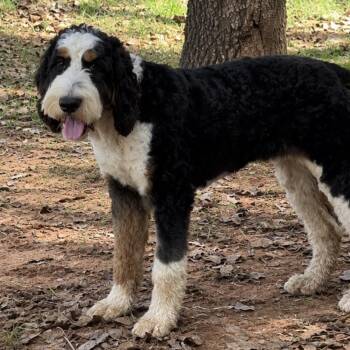 Fritz -  Miniature Poodle and English Springer Spaniel Dog for Adoption in Pelham, New Hampshire - Fritz | PetCurious