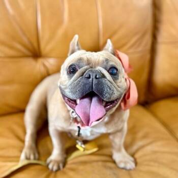 French Bulldog Dogs Available for Adoption in Friendswood, Texas - Mochi Marie Snortington | PetCurious