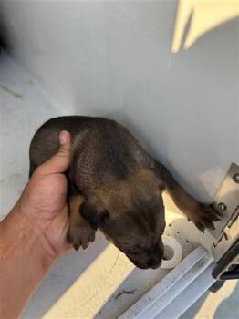 Siberian Husky and Labrador Retriever Dogs Available for Adoption - A650628 | PetCurious