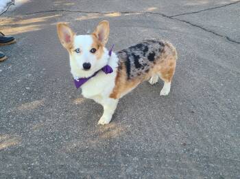 Corgi Dogs Available for Adoption - Boulder | PetCurious