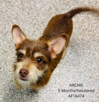 Archie -  Jack Russell Terrier and Chihuahua Dog for Adoption - Archie | PetCurious