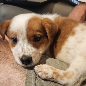 Mary Jo -  Australian Shepherd and Cattle Dog Dog for Adoption in Normal, Illinois - Mary Jo | PetCurious