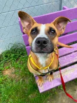 Giddy -  Mixed Breed Dog for Adoption in Hobart, Indiana - Giddy | PetCurious