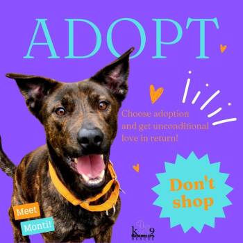 Rescue Mountain Cur Dogs for Adoption in Midlothian, Virginia - Monti- Loyal, Playful Mountain Cur/Male/2 Years Old/Neutered/Dog | PetCurious