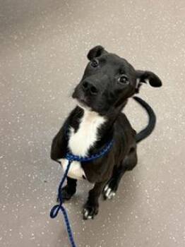 Campbell -  Mixed Breed Dog for Adoption in South Bend, Indiana - Campbell | PetCurious