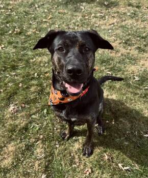 Rescue Dutch Shepherd Dogs for Adoption in Seville, Ohio - Stella | PetCurious