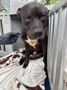 Draco -  Labrador Retriever Dog Available for Adoption in Swainsboro, Georgia - Draco | PetCurious