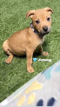 Labrador Retriever and Pit Bull Terrier Dogs Available for Adoption - Jimmy | PetCurious
