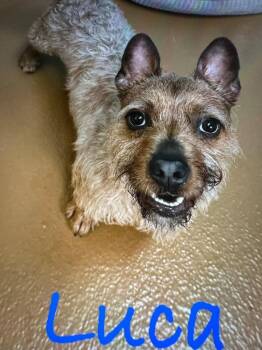 Luca -  Terrier Dog for Adoption in Fort Pierce, Florida - Luca | PetCurious