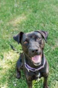 Remie -  Mixed Breed Dog for Adoption in Lewiston, Idaho - Remie | PetCurious