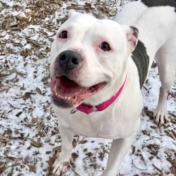 Pit Bull Terrier Dogs Available for Adoption - Olive | PetCurious