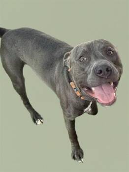 Pit Bull Terrier Dogs Available for Adoption - DORIAN | PetCurious
