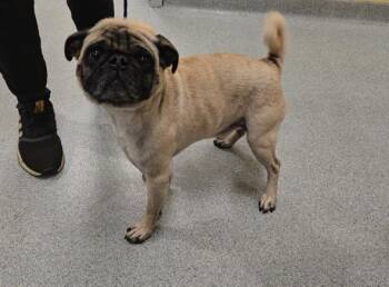 Pug Dogs Available for Adoption in Tustin, California - RODNEY | PetCurious
