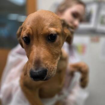 Zeus -  Mixed Breed Dog for Adoption in Charleston, West Virginia - Zeus | PetCurious