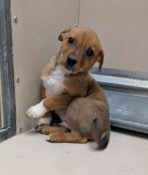 Sleepy -  Mixed Breed Dog Available for Adoption in Havre, Montana - Sleepy | PetCurious
