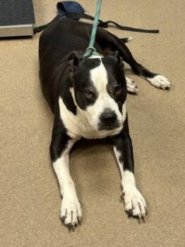 Rescue Mixed Breed Dogs for Adoption in Chamblee, Georgia - Debby | PetCurious