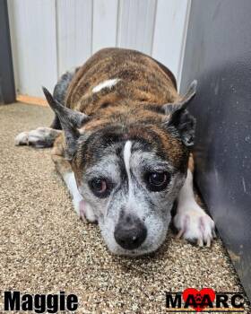 Boston Terrier and Mixed Breed Dogs Available for Adoption - Maggie | PetCurious