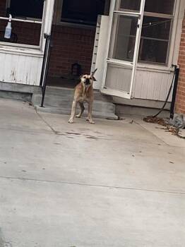 Rescue Mixed Breed Dogs for Adoption in Dallas, Texas - CHATO | PetCurious