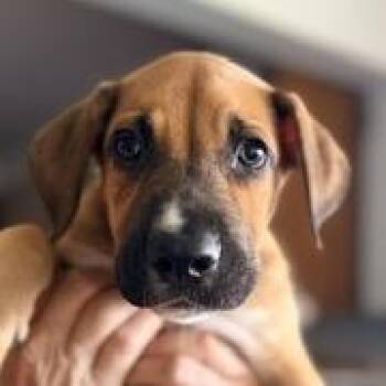Derek -  Mixed Breed Dog for Adoption in Jupiter, Florida - Derek | PetCurious