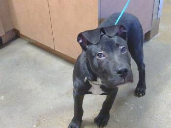 Pit Bull Terrier Dogs Available for Adoption - KIRK DOUGLAS | PetCurious