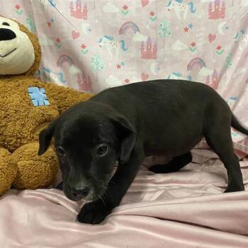 SHADOW -  Labrador Retriever and Mixed Breed Dog for Adoption in Modesto, California - SHADOW | PetCurious