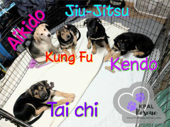 Rescue Husky and Shepherd Dogs for Adoption in Kenai, Alaska - Kung Fu - Martial Arts Litter | PetCurious