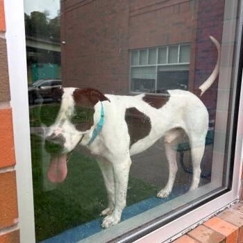 Mixed Breed Dogs Available for Adoption in Pittsburgh, Pennsylvania - Emre | PetCurious