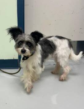 Toby -  Mixed Breed Dog for Adoption in Savannah, Georgia - Toby | PetCurious
