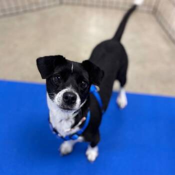 Mixed Breed Dogs Available for Adoption in Westhampton, New York - Willow | PetCurious