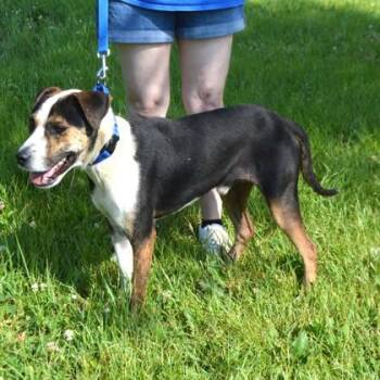Nigel -  Hound and Mixed Breed Dog for Adoption in Elk Grove Village, Illinois - Nigel | PetCurious