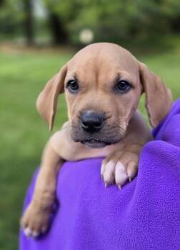 March -  Pit Bull Terrier Dog for Adoption in Orland Park, Illinois - March | PetCurious