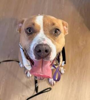 Pit Bull Terrier Dogs Available for Adoption in Frazier Park, California - Queen | PetCurious
