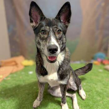 German Shepherd Dog and Husky Dogs Available for Adoption - Birdie | PetCurious