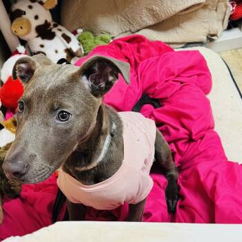 Mixed Breed Dogs Available for Adoption - Rose | PetCurious