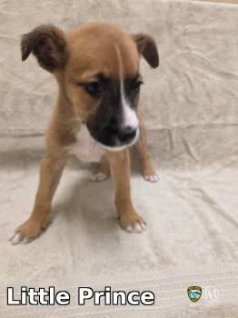 Little Prince -  Shepherd Dog for Adoption in Rocky Mount, North Carolina - Little Prince | PetCurious