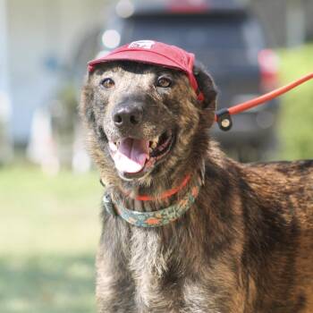 Venus -  Shepherd Dog for Adoption in Columbia, South Carolina - Venus | PetCurious