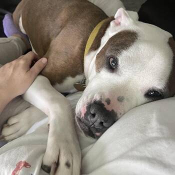 Sunny -  Pit Bull Terrier and Mixed Breed Dog for Adoption in Durham, North Carolina - Sunny | PetCurious