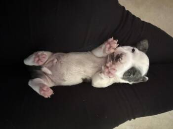 Rescue Dachshund Dogs for Adoption in Garland, Texas - Mom And Puppies | PetCurious