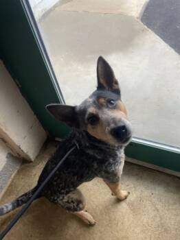 Rescue Australian Cattle Dog Blue Heeler and Mixed Breed Dogs for Adoption in Anderson, Indiana - Dolly | PetCurious
