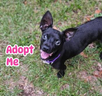 Chihuahua Dogs Available for Adoption - Ronnie | PetCurious